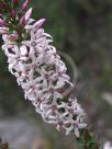 Epacris pulchella