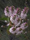 Epacris pulchella