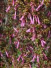 Epacris reclinata