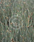 Ephedra gerardiana