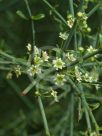 Ephedra viridis