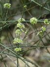 Ephedra viridis