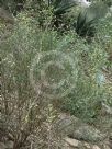 Ephedra viridis