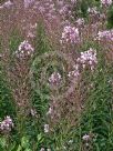 Epilobium angustifolium