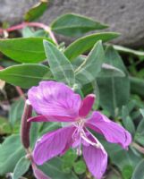 Epilobium latifolium