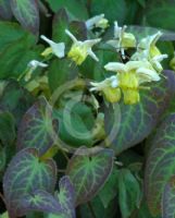 Epimedium versicolor Sulphureum