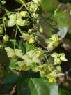 Epimedium versicolor Sulphureum