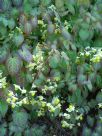 Epimedium versicolor Sulphureum