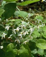 Epimedium brevicornu