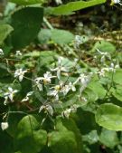 Epimedium brevicornu