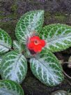 Episcia cupreata Frosty