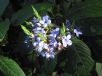 Eranthemum pulchellum