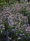 Eranthemum pulchellum