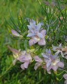 Eremophila abietina