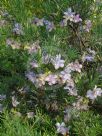 Eremophila abietina