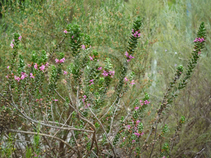 eremophila red frost eremophila red frost
