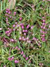 Eremophila debilis