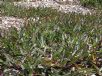 Eremophila debilis