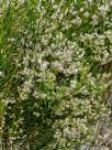 Eremophila dempsteri