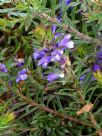 Eremophila densifolia