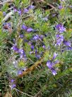 Eremophila densifolia