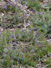 Eremophila densifolia