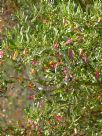 Eremophila denticulata