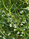 Eremophila deserti