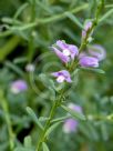 Eremophila divaricata