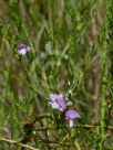 Eremophila divaricata