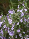 Eremophila gibbifolia