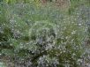 Eremophila gibbifolia