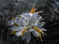 Eremophila glabra Kalbarri Carpet