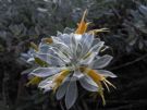 Eremophila glabra Kalbarri Carpet