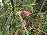 Eremophila longifolia