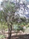 Eremophila longifolia