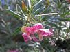 Eremophila maculata