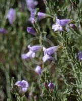 Eremophila microtheca