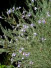 Eremophila microtheca