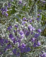 Eremophila nivea