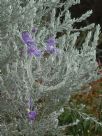 Eremophila nivea