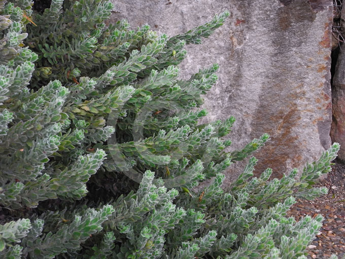 eremophila red frost