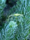 Eremophila subfloccosa lanata