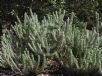 Eremophila subfloccosa lanata