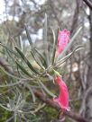 Eremophila youngii