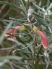 Eremophila youngii