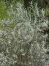 Eremophila youngii