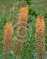 Eremurus isabellinus Cleopatra