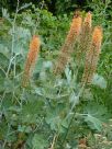 Eremurus isabellinus Cleopatra