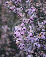 Erica canaliculata